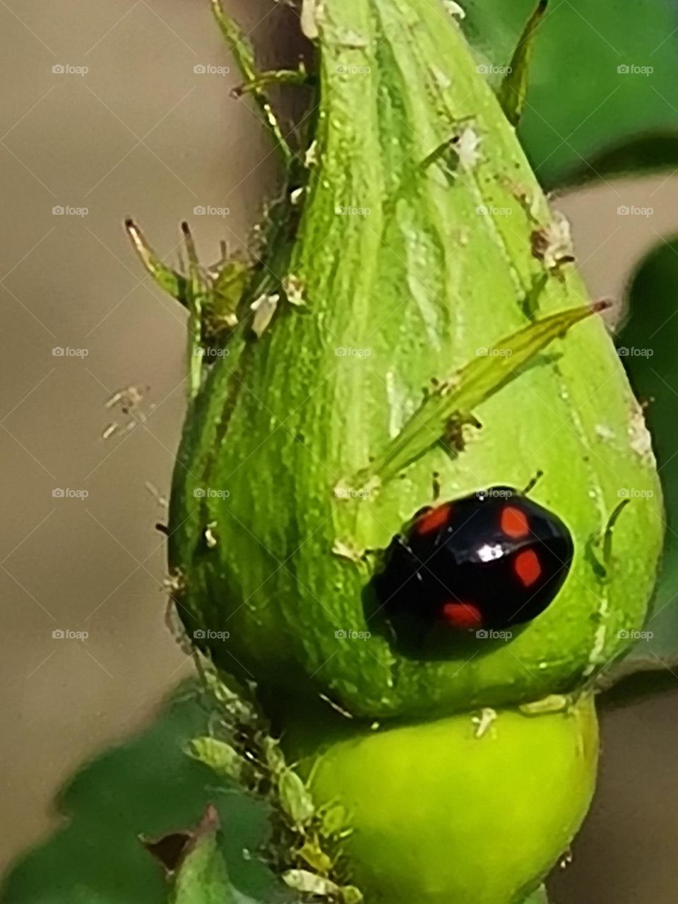 Flower with its vermin controller