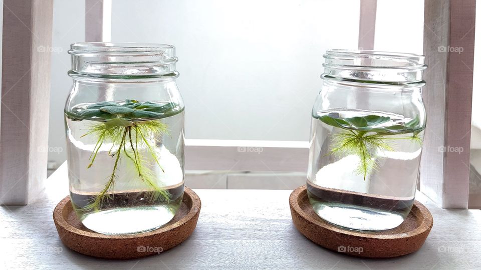 Floating plants inside jar