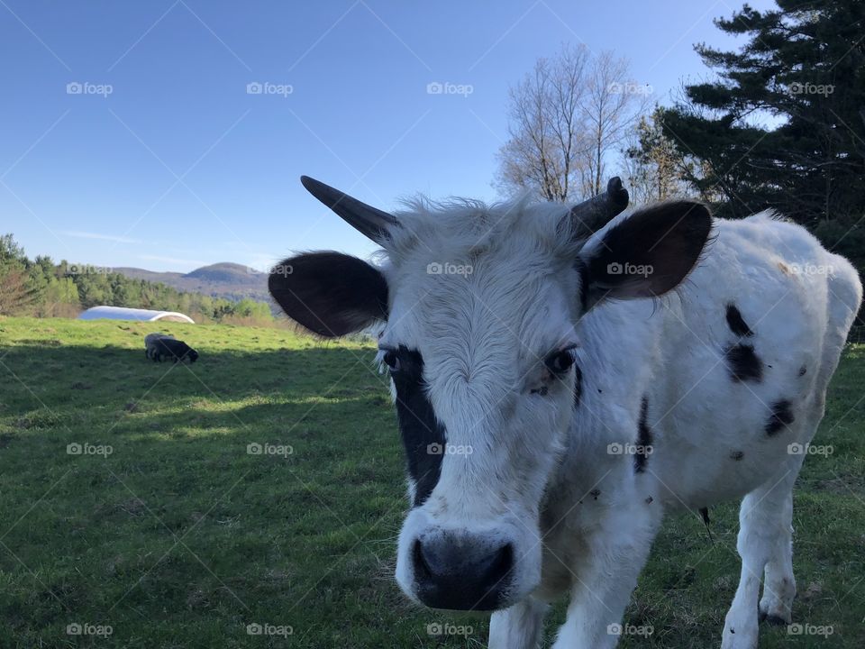 Sterling College, Craftsbury Common, VT cow