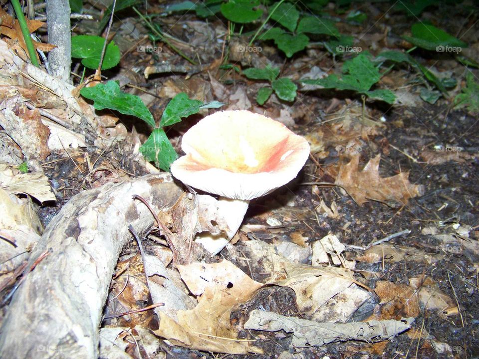 Mushroom