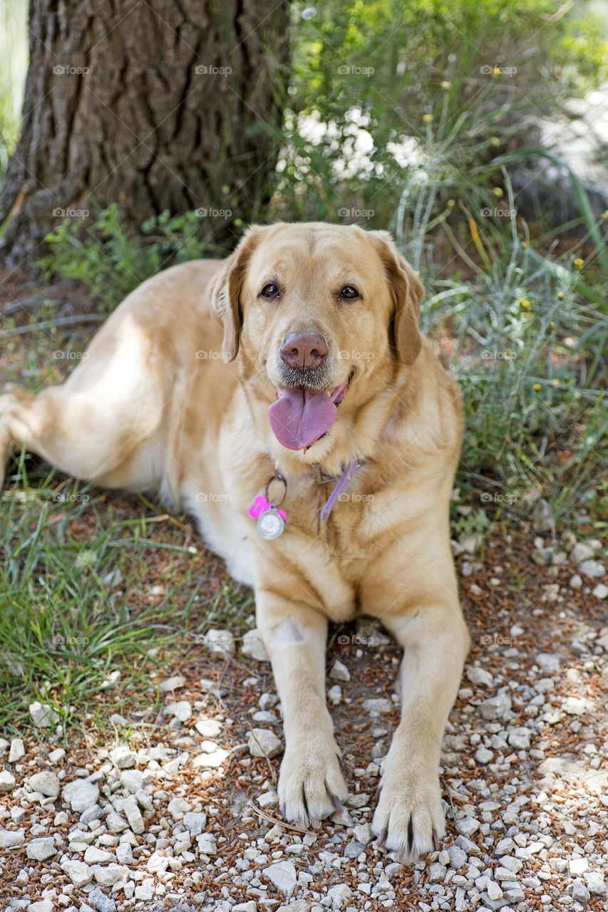Lovely dogs friends in wildlife forest park close up shooting amazing nature therapy summer feeling traveling with pets