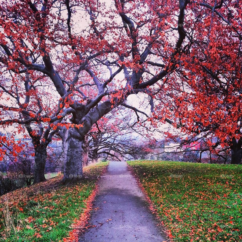 Autumn Time Greenwich