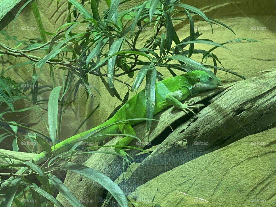 Green reptiles