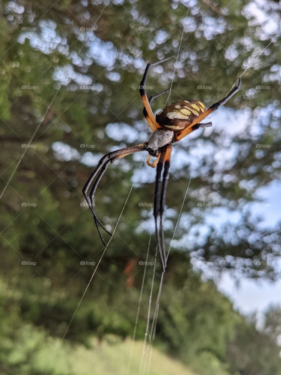 Orb-Weaver
