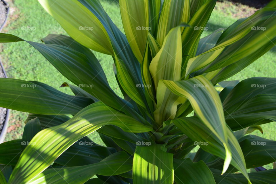 Green variegated plant 