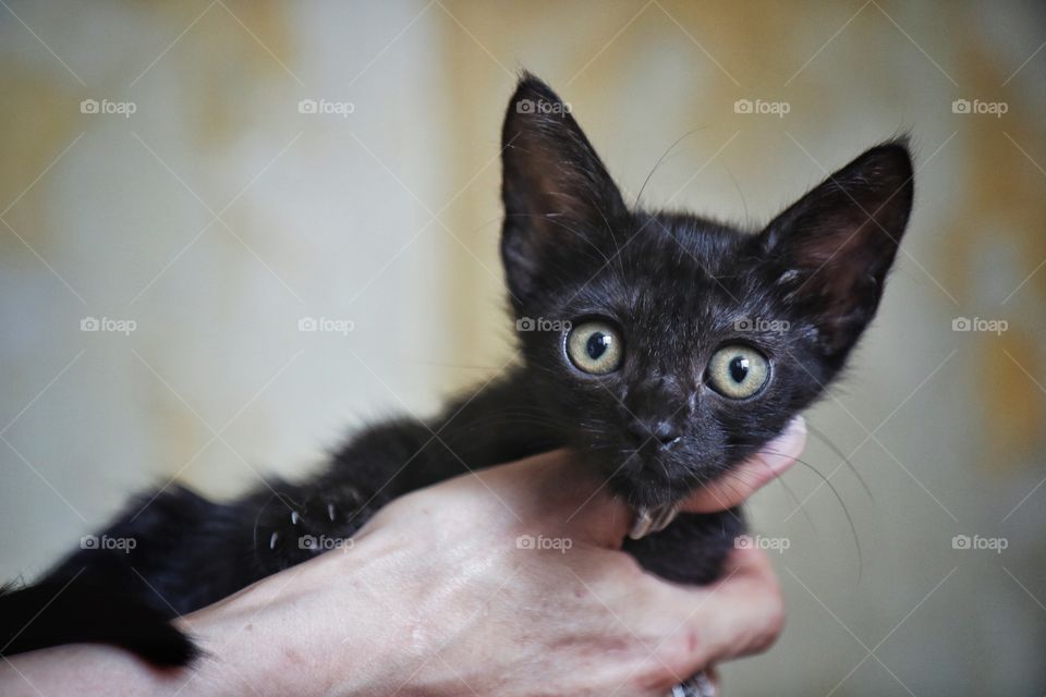 Little cute black kitten