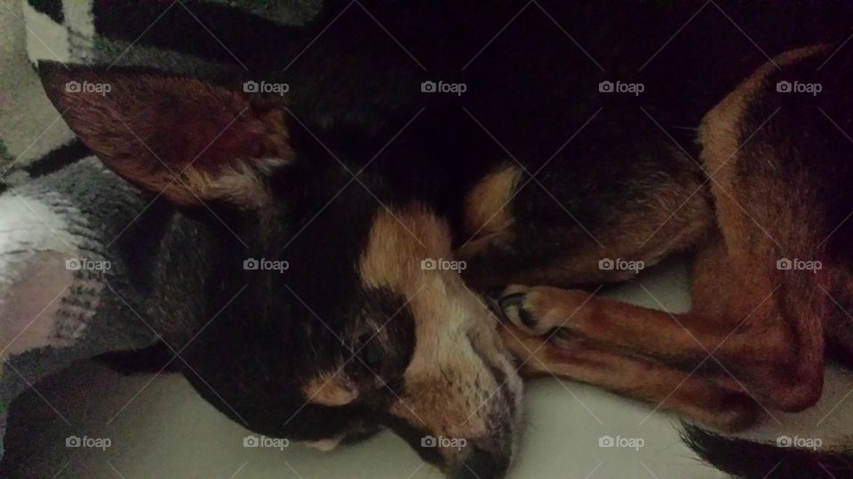 Chihuahua sleeping
