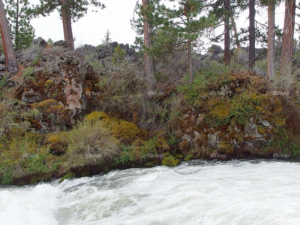 The roaring waters of the Deschutes River at Dillon Falls in the forest with spring runoff rushing through its rock canyon covered in hardened lava rock, moss, bushes, and ponderosa pine trees. 