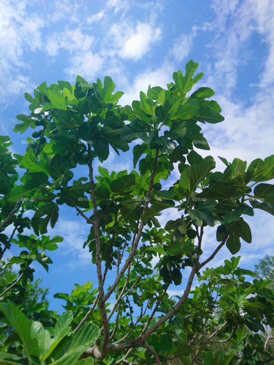 Green plant