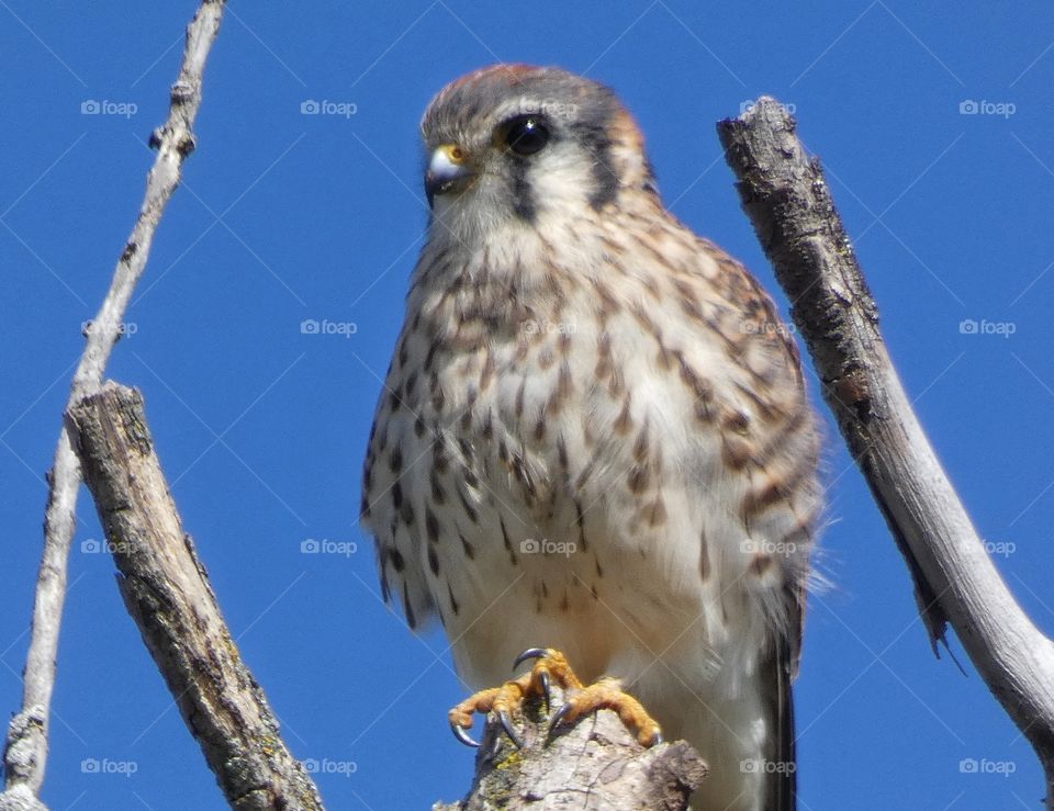 American kestrel