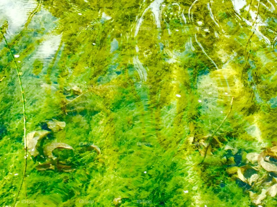 Beautiful Green  Algae at Bottom of a Lake