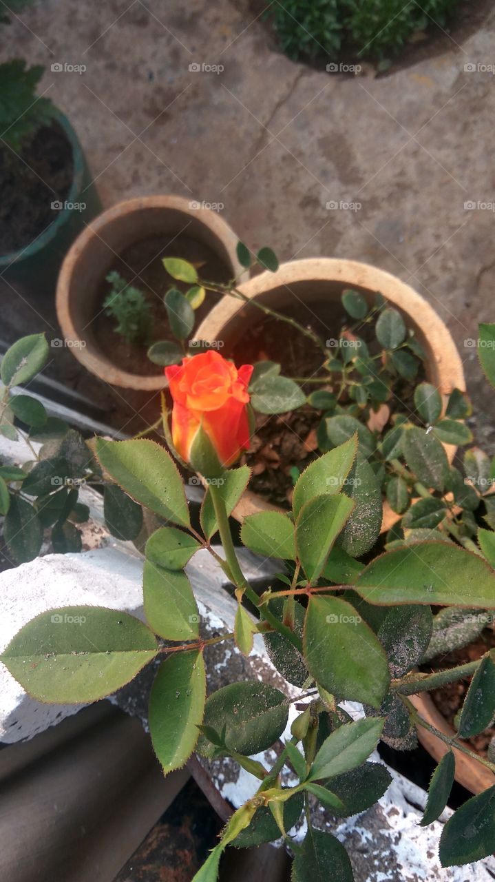 rose plant