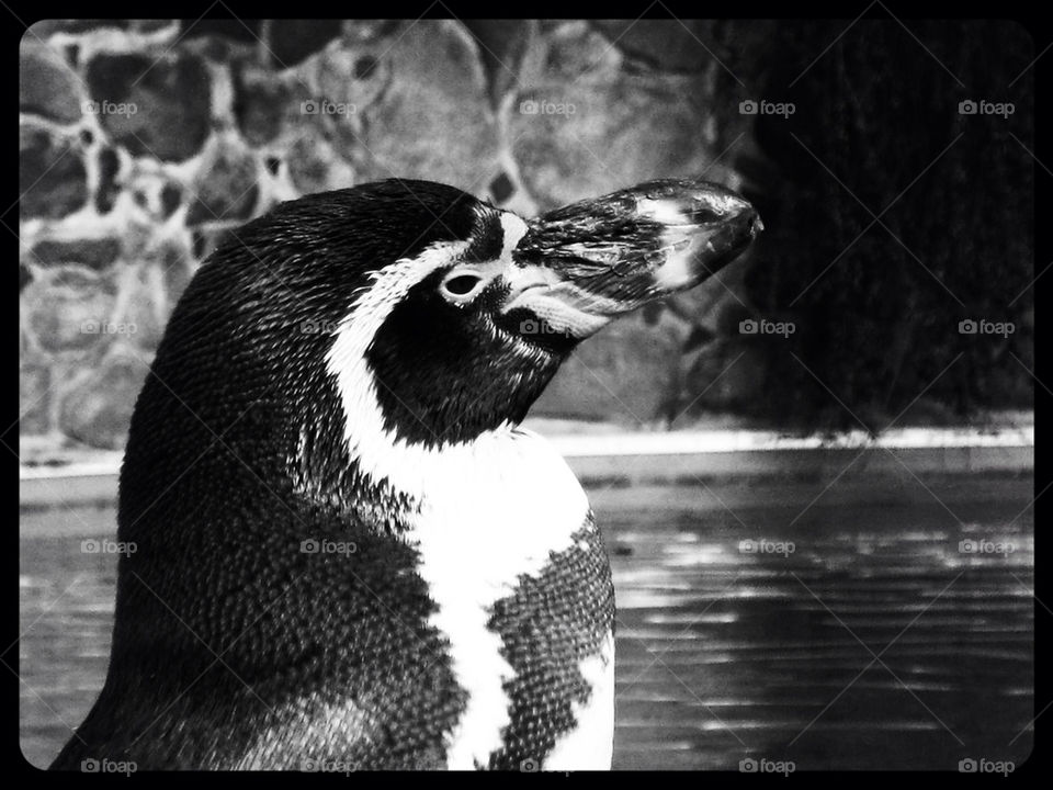 Pinguin close up