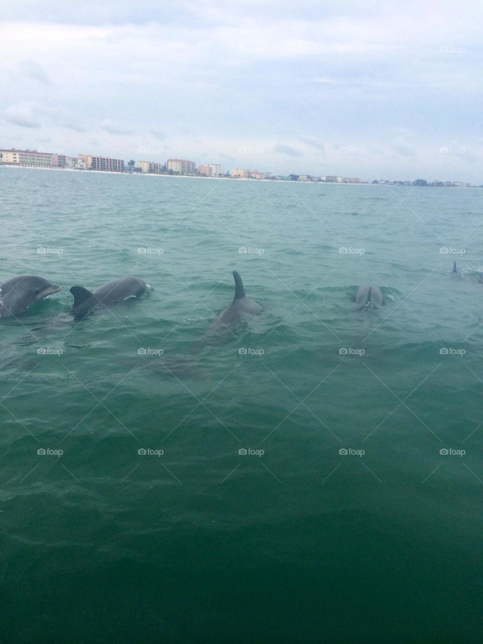 Dolphins