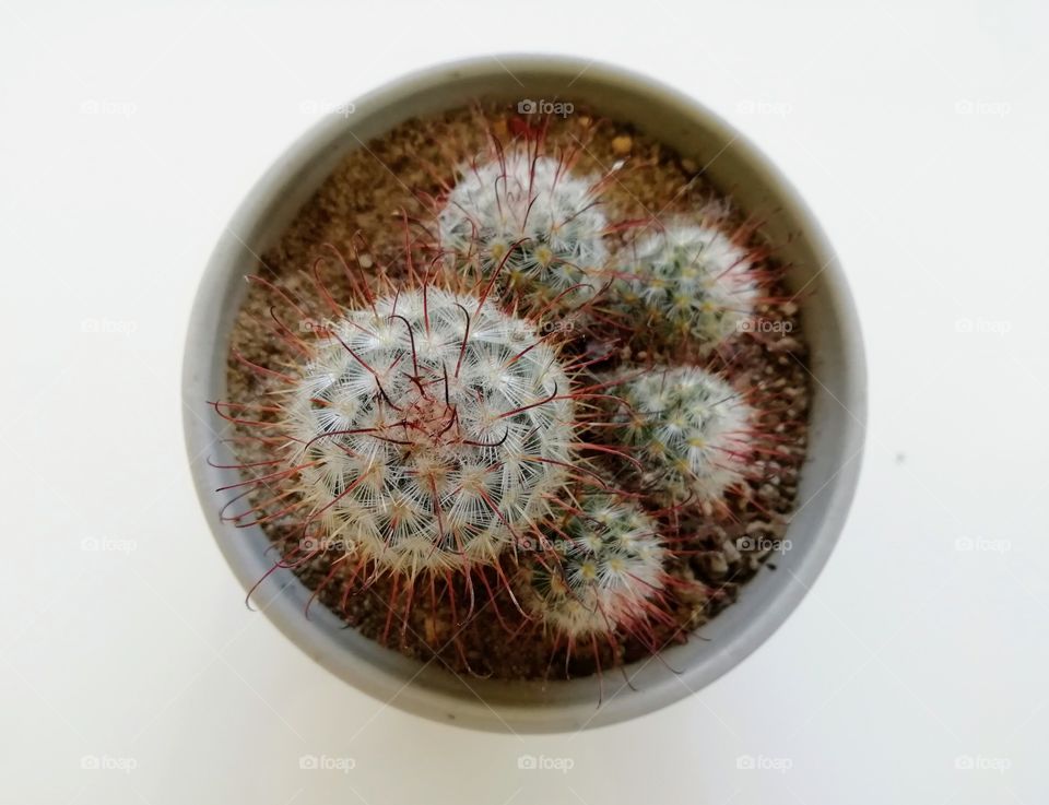 Shapes.. Round cactus on a round vase