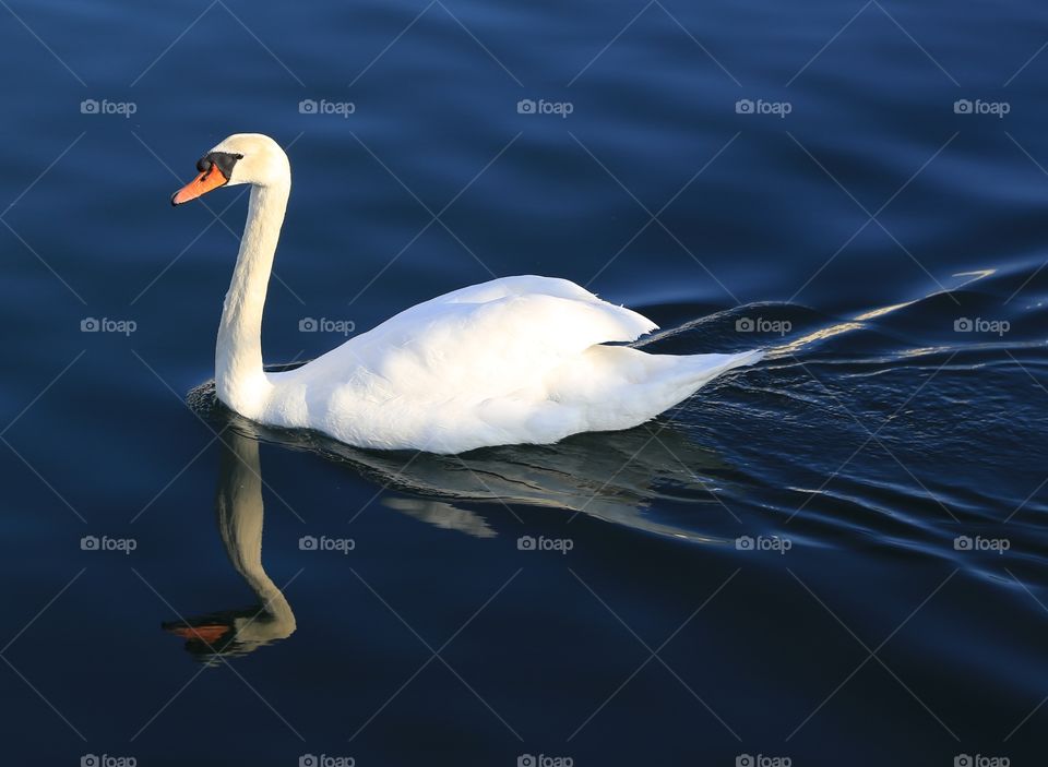 Swan