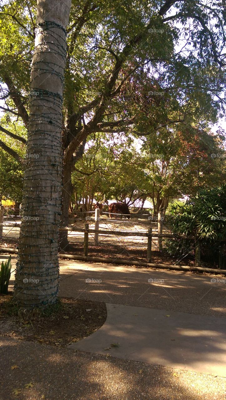 Tree, No Person, Landscape, Wood, Nature
