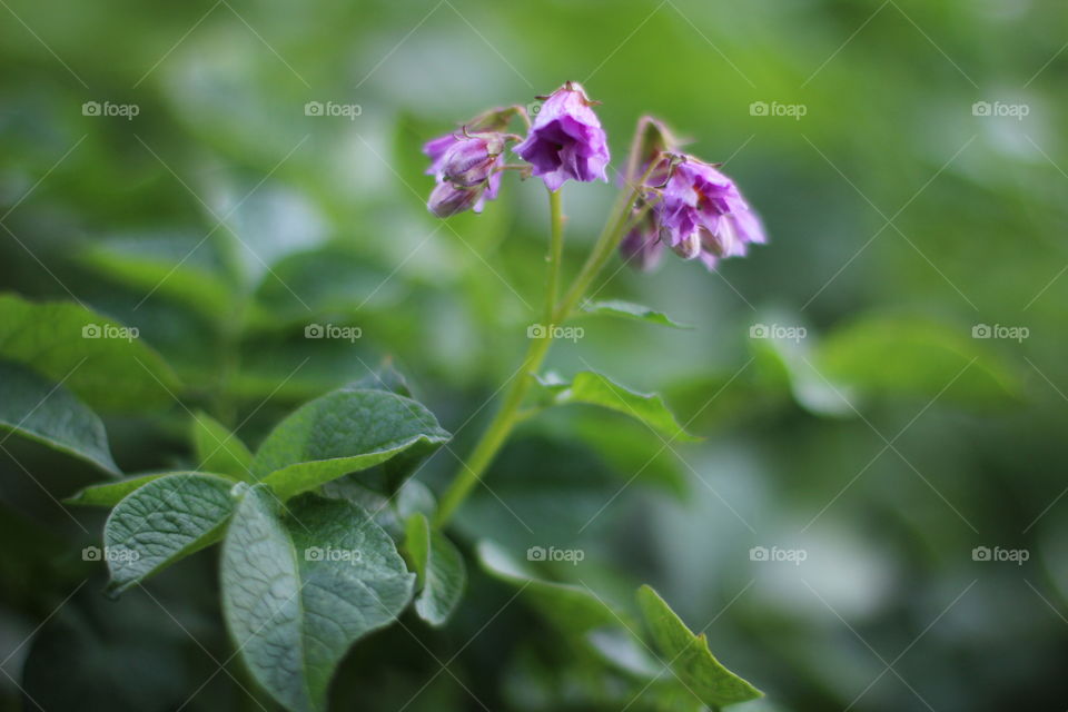 Цветение картошки.Potato flowers.