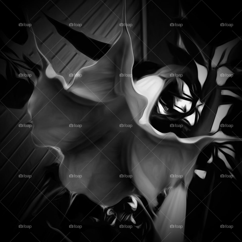 Angel Trumpet Bloom's In Monochrome