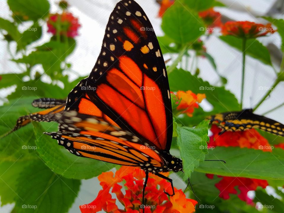 butterflies and flowers