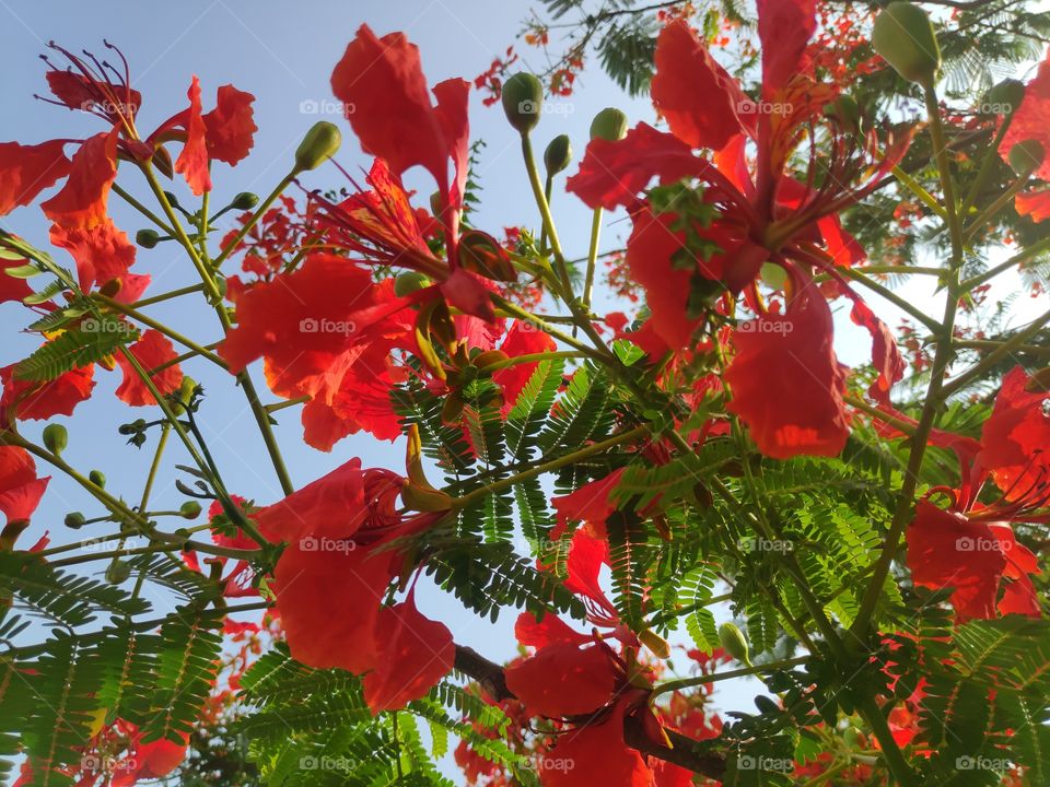 a beautiful image of gulmoher blooming flowers from Adilabad Telangana India