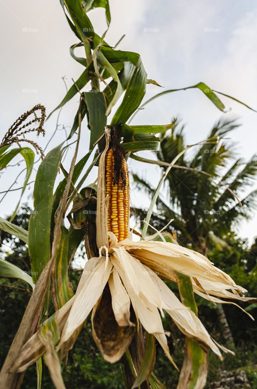 Partly Stripped Dry Corn