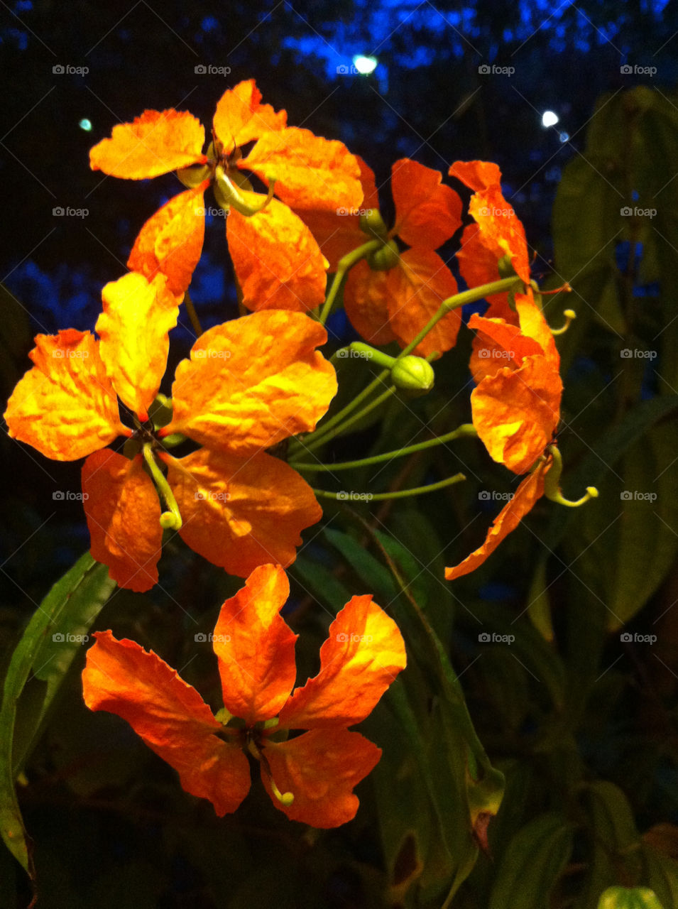 flora nature flower orange by biodeth