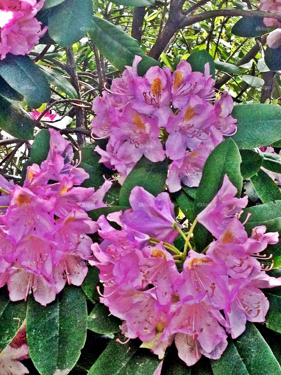 Rhododendrons in Bloom
