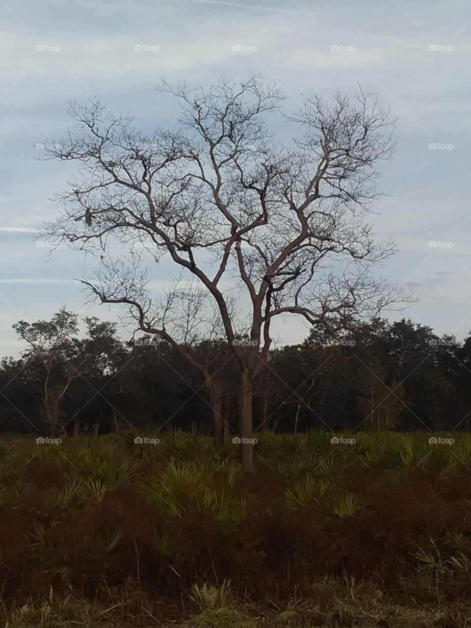 Creepy tree