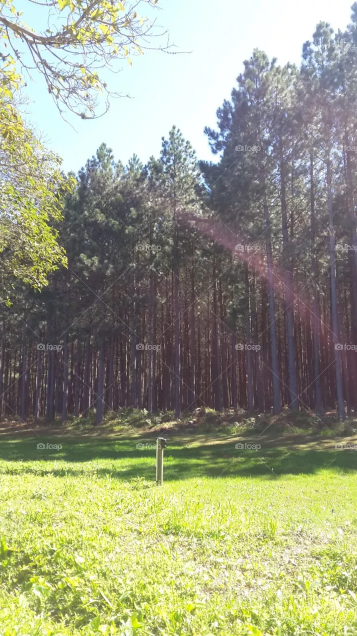 green grass treea