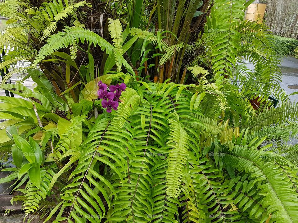Beautiful purple Orchid Phuket