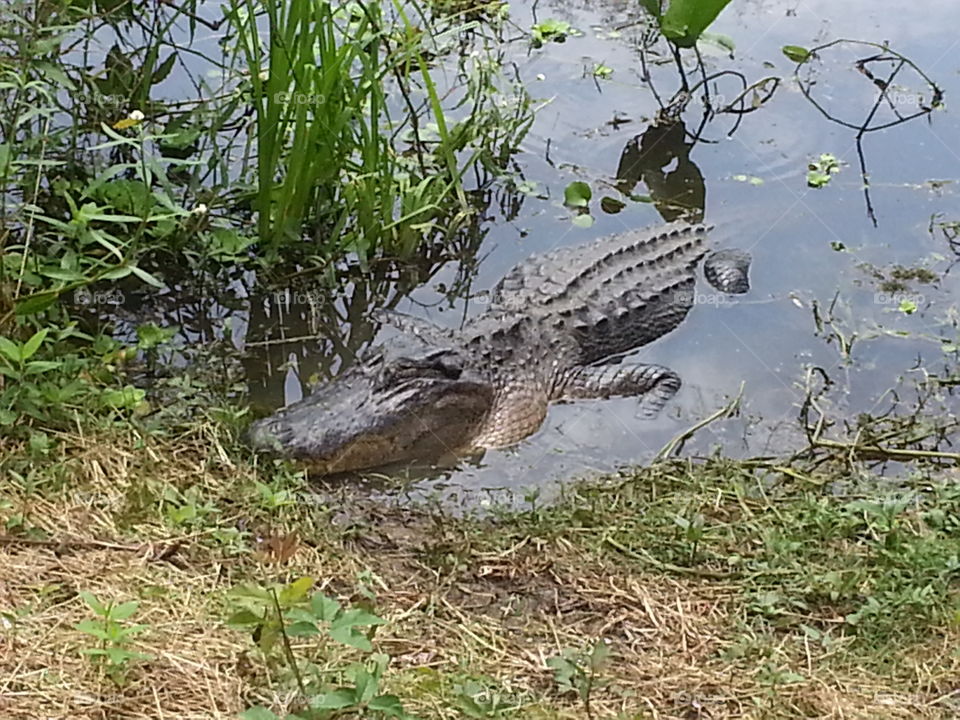 Alligator at river bank