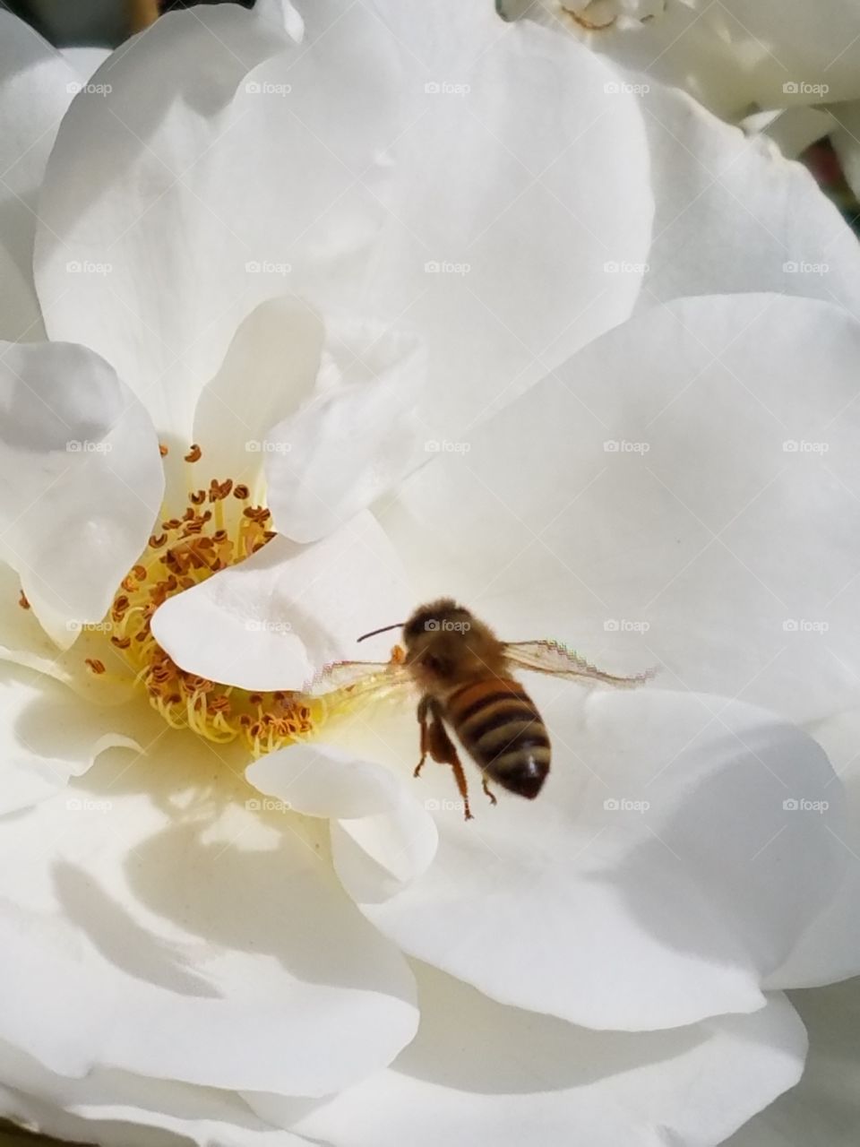 bee love