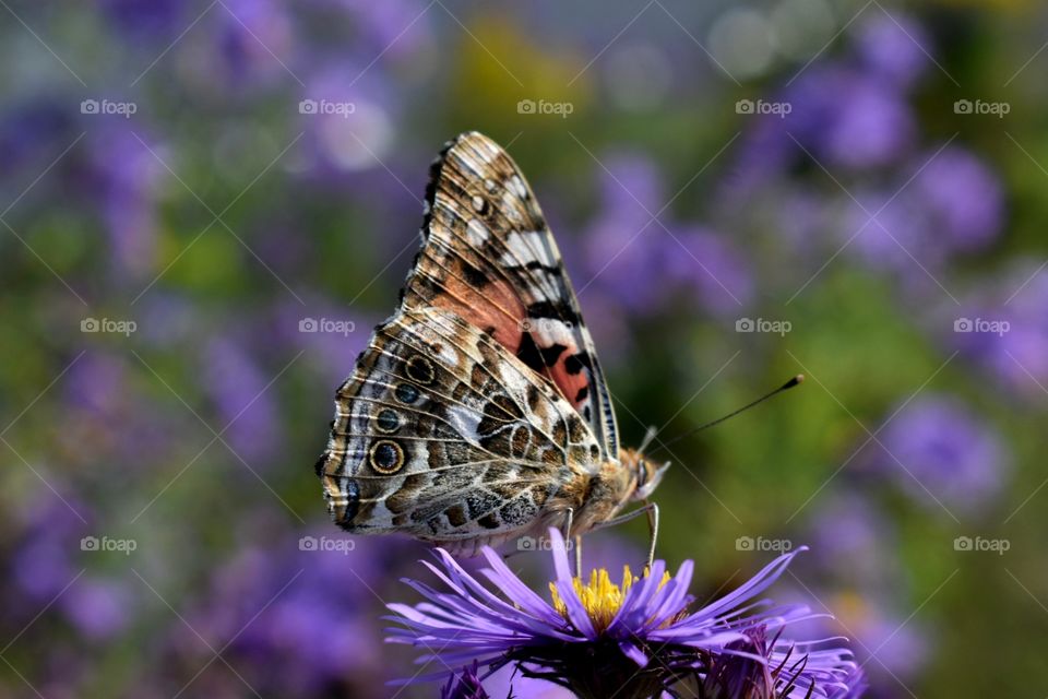 Butterfly sitting on a purple flower