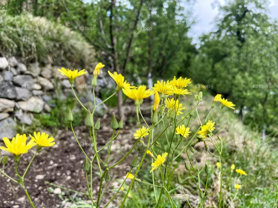Flowery landscape