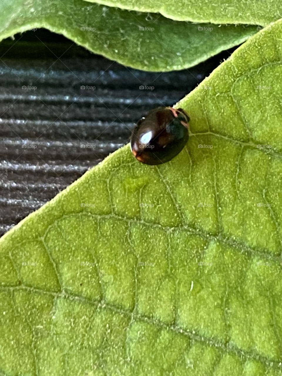 A little insect is walking on a plant leave