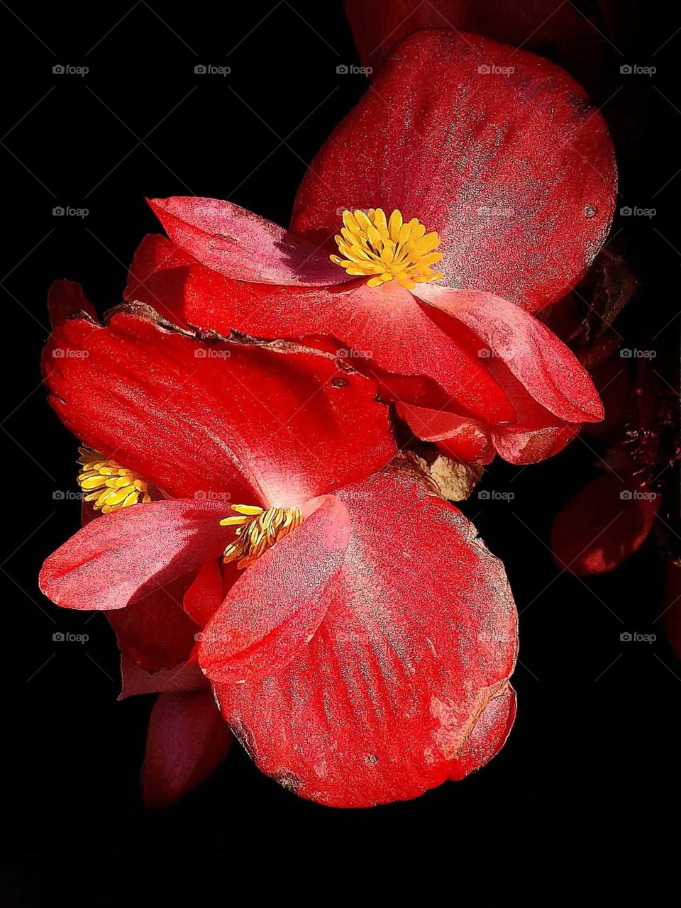 red flower at night