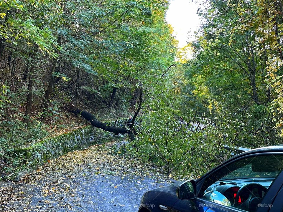 Obstacle on the road.  The driver's part of a dark blue car stands on a road lined with trees.  One tree fell on the road and created an obstacle to the passage