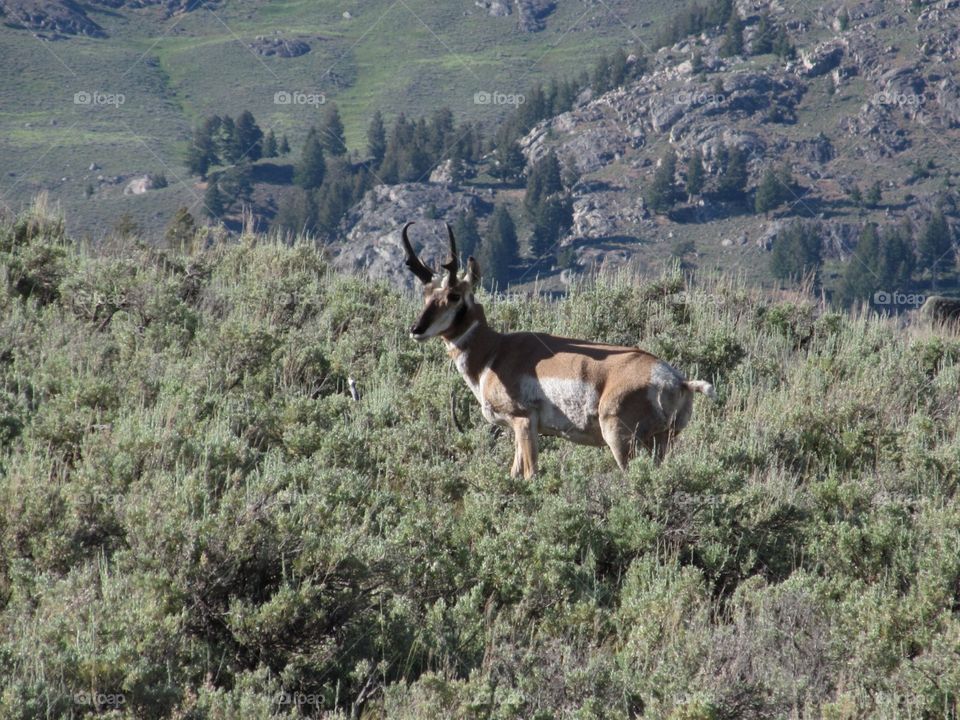 this is not a gazelle! ha