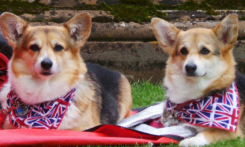corgis