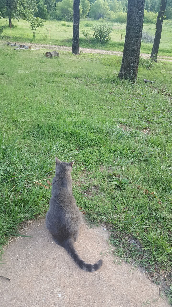 cat gazing upon countryside