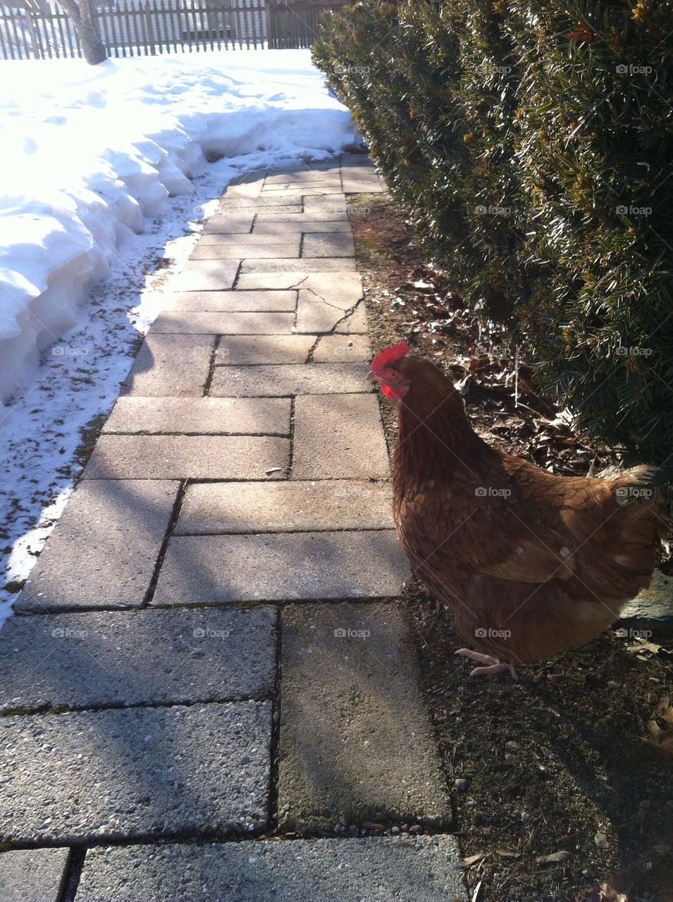 Chicken in my yard