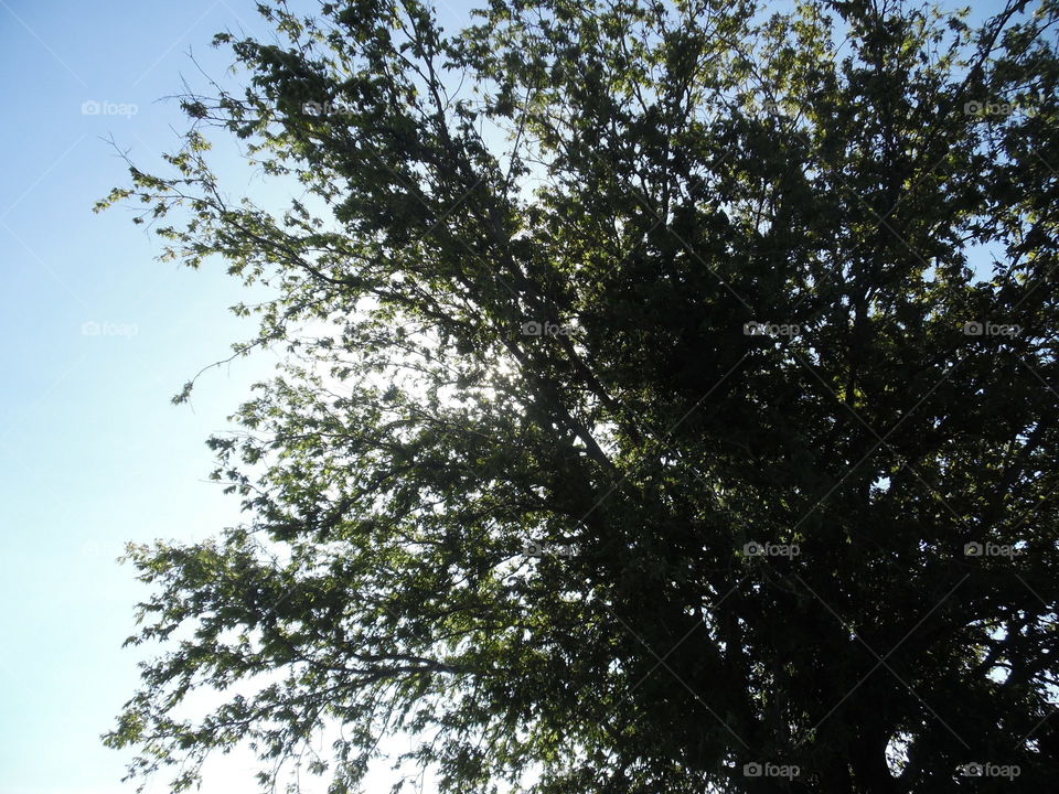 sunrise 🌅. This is a picture I took of the sun coming up early in the morning. 👣 🚶 🏃 🔥 💨