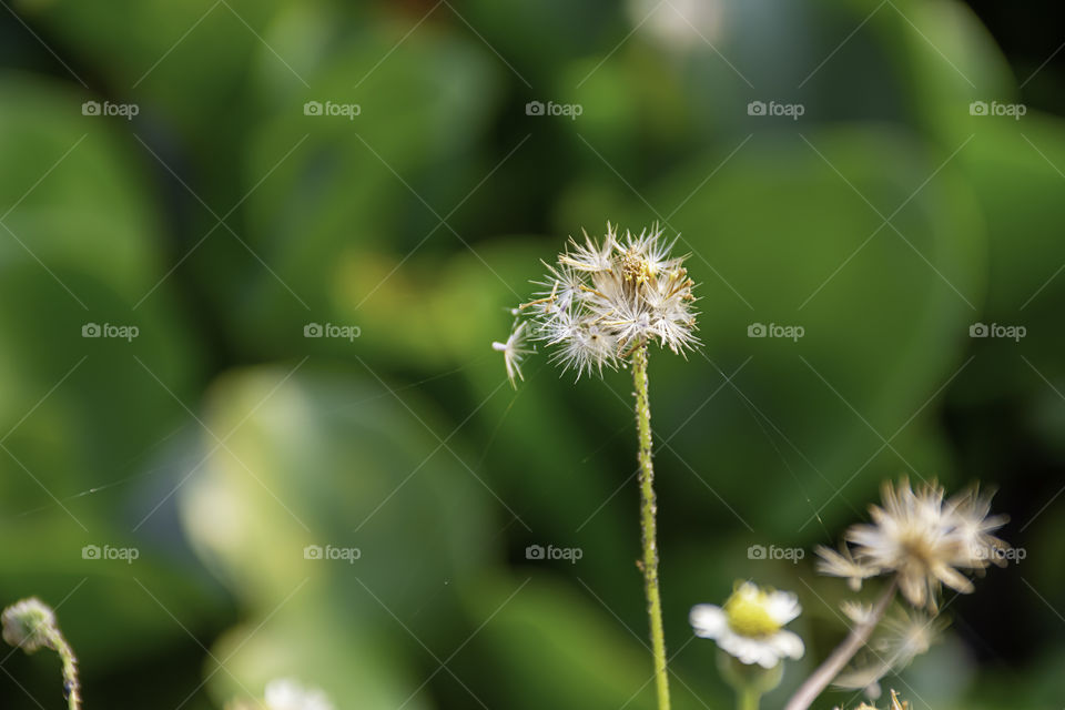 Beauty of the Bidens pilosa flowers background green Eichhornia crassipes.