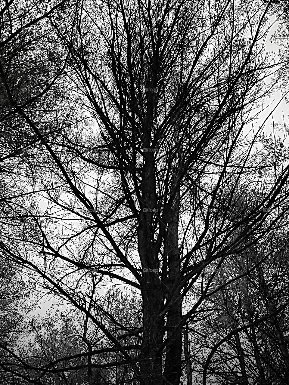 winter bare tree