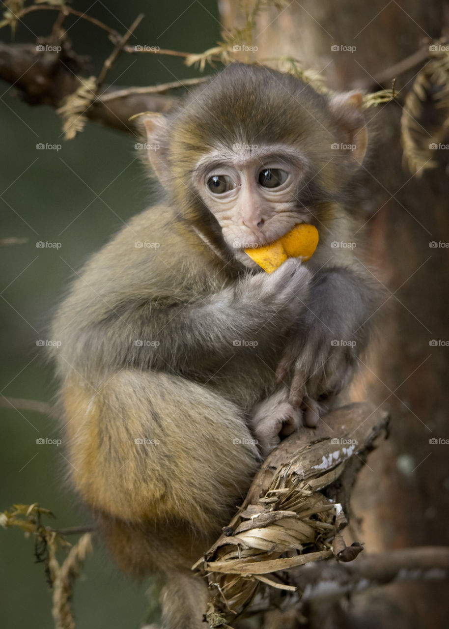 Macaque with orange