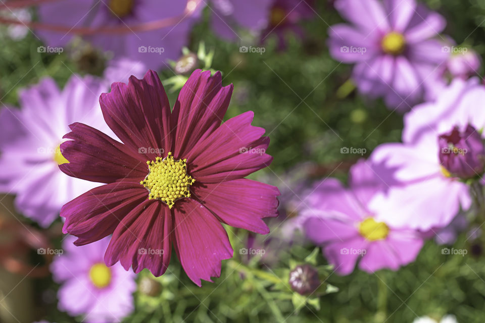 Colorful Cosmos sulphureus Cav flowers in garden.