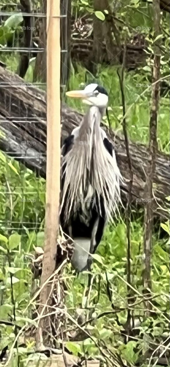 Great Blue Herron