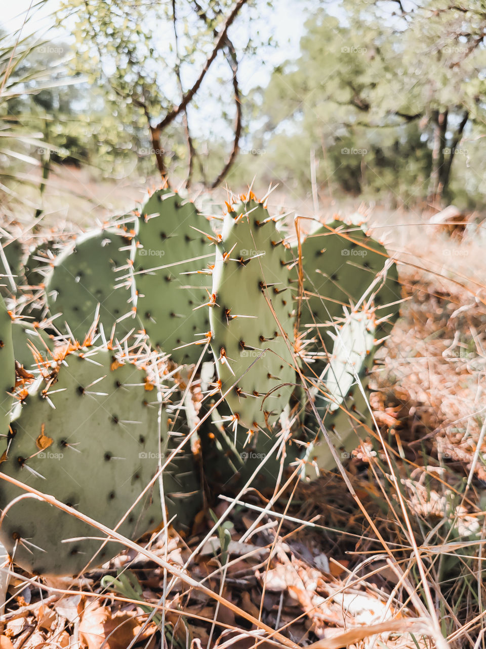san antonio cactus
