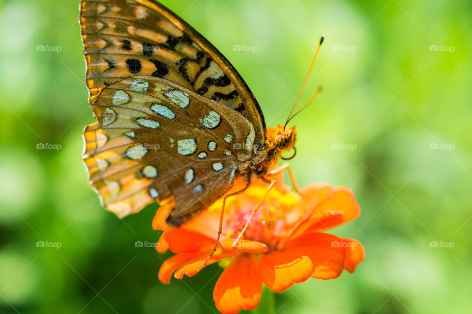 Brown Butterfly on Flower